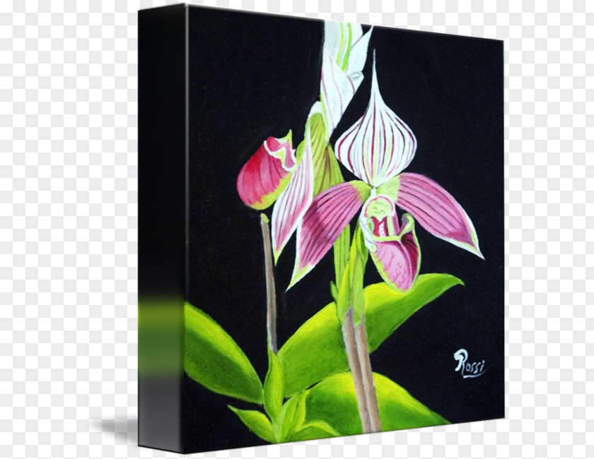 Lady's Slipper Orchids Moth Jersey Lily Dendrobium Belladonna Fawn Lilies PNG