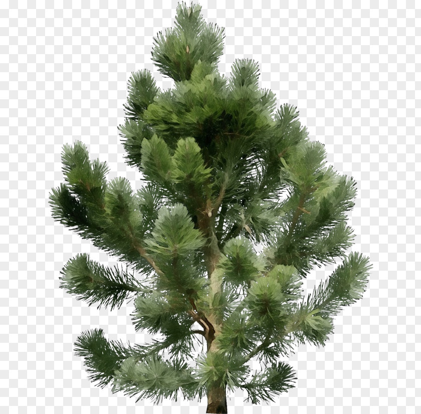 Larix Lyalliisubalpine Larch Yellow Fir Tree Shortleaf Black Spruce Columbian Balsam Sugar Pine PNG