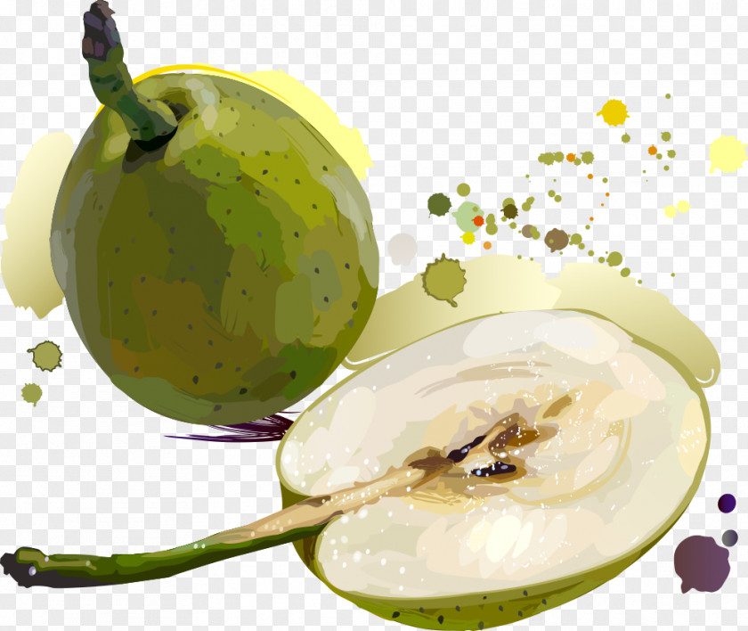 Vector Pears Golden Fruit Asian Pear Illustration PNG