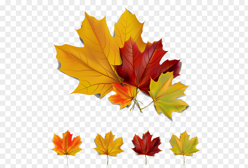 Autumn Maple Leaf Color Clip Art PNG