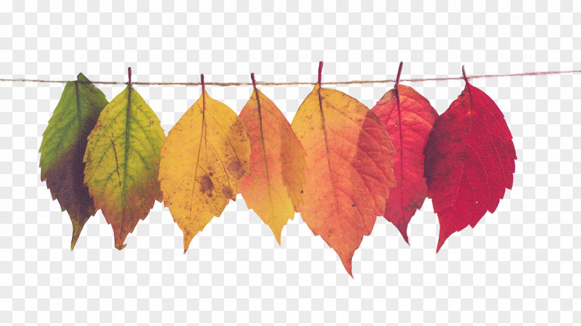 Colorful Leaves Mood Board Autumn Leaf Color Marketing PNG