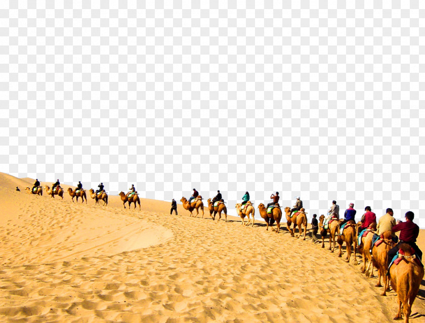 Desert Photos Sahara Camel PNG