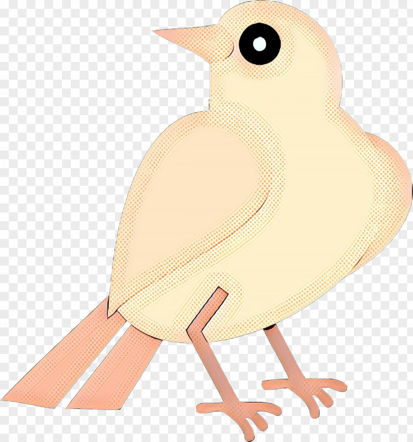 European Robin Bird Beak Finches Clip Art PNG