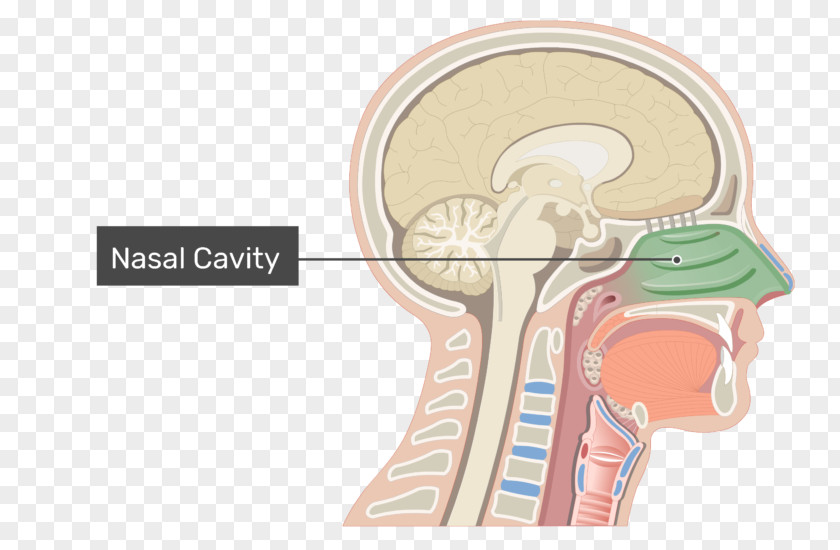 Nose Nasal Cavity Anatomy Of The Human PNG