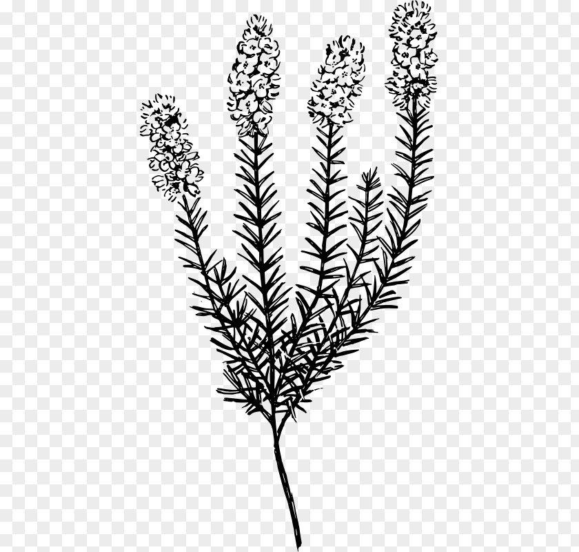 Plant Botany Calluna Clip Art PNG