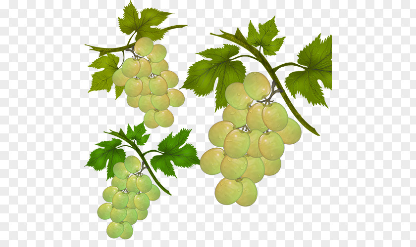 Plump Grapes Small Grape Sultana Fruit Salad Seedless PNG
