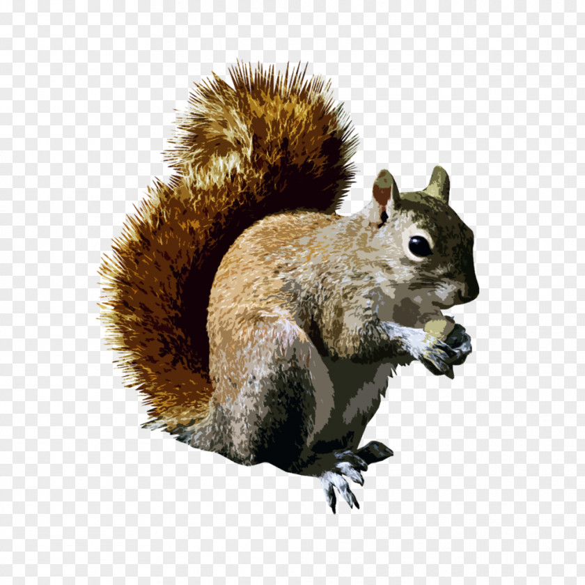 1 2 Written Tree Squirrels Rodent Clip Art PNG