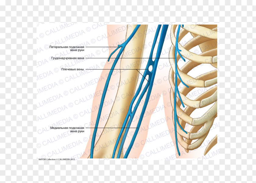 Arm Shoulder Basilic Vein Finger Brachial Artery PNG