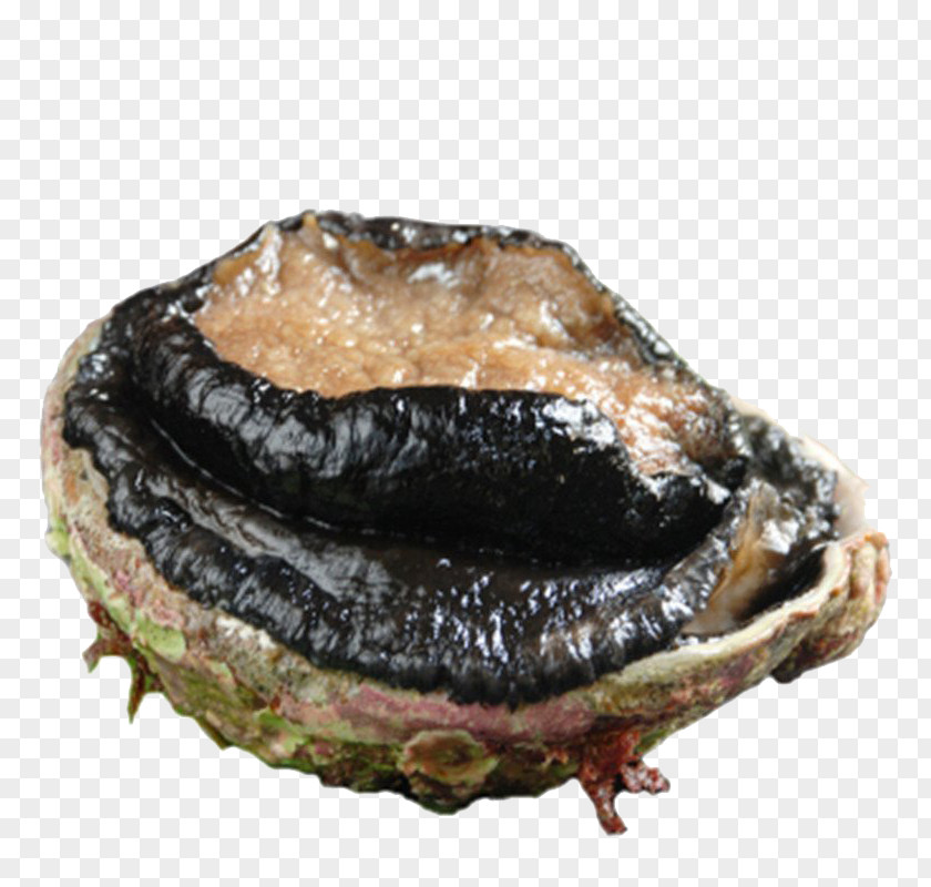 Australian Abalone Australia Australorp Umami Seafood PNG