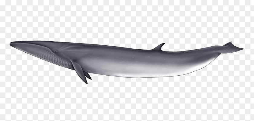 Blue Whale Common Bottlenose Dolphin Short-beaked Tucuxi Rough-toothed Spinner PNG