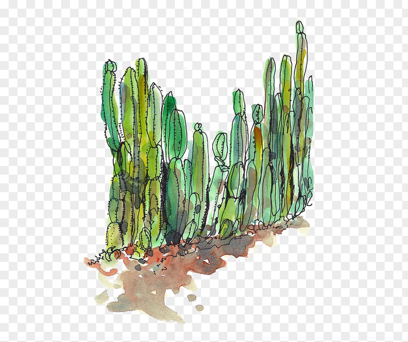 Cactus Cactaceae Desert Succulent Plant Fence PNG