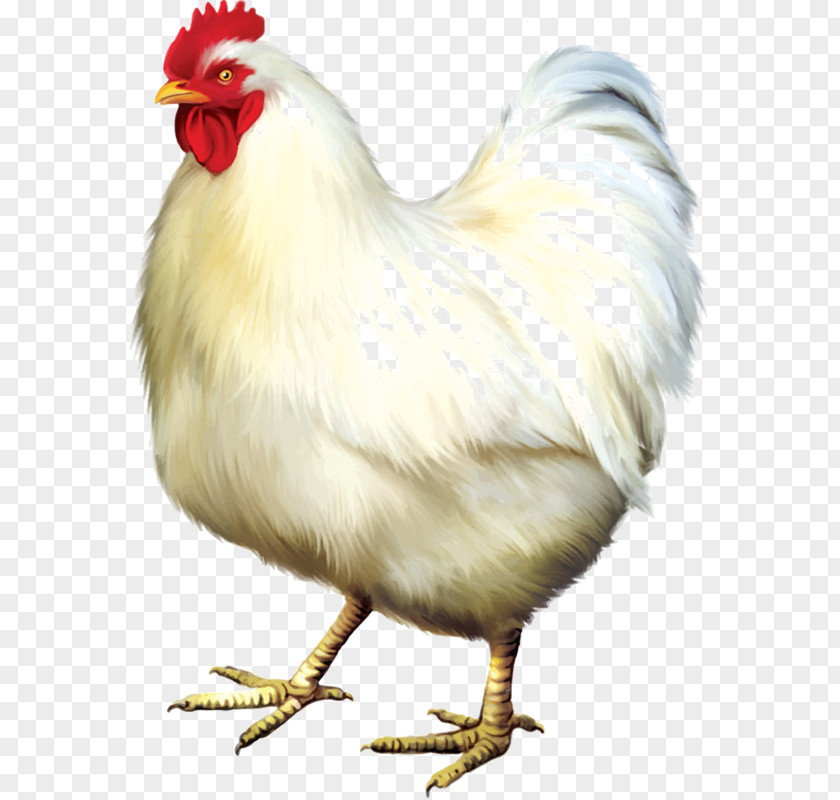Chicken Clipart Stock Photography PNG