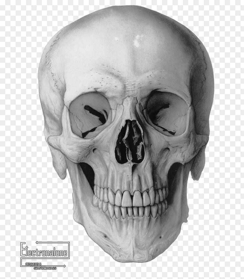 Crane Human Skull Drawing Frontal Bone Homo Sapiens PNG