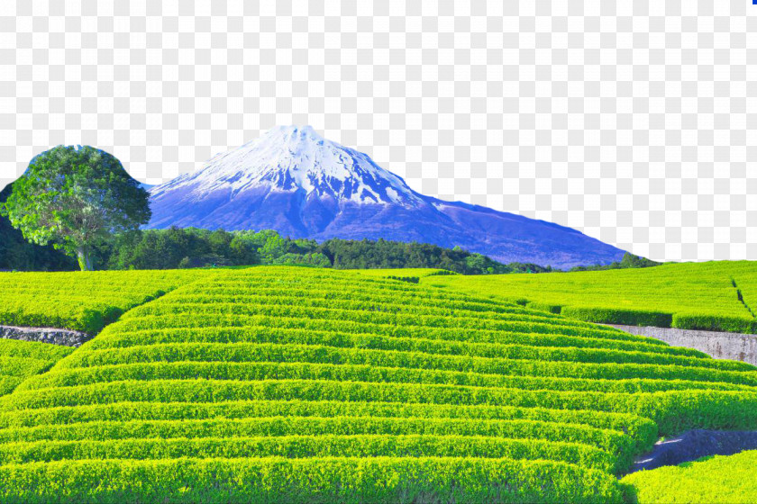 Fuji Mountain Tea Field Mount Chada Photography Fukei PNG