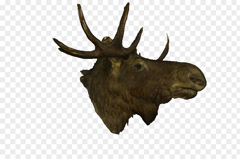 Moose Elk Antler PNG