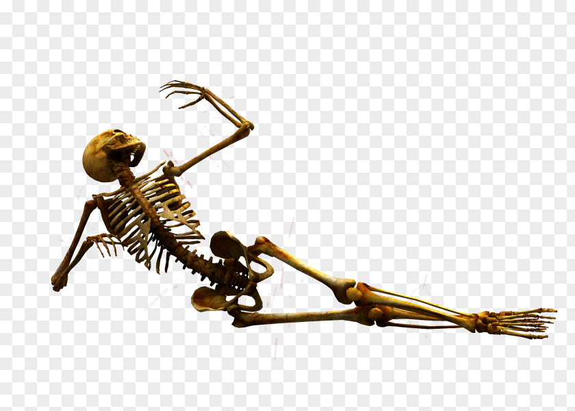 Skeleton Stock DeviantArt Bone Skull PNG