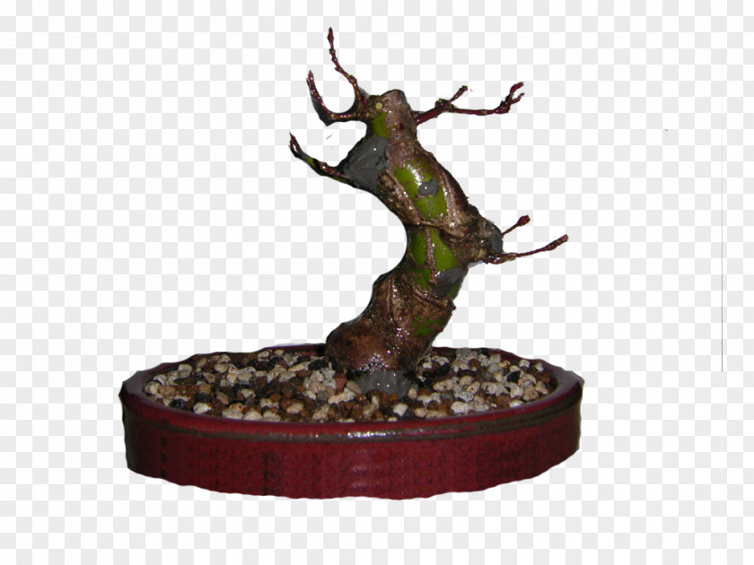 Acer Palmatum Bonsai Ille Japanese Maple Belgium Tree PNG
