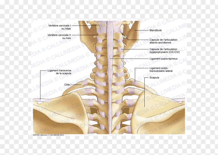 Cervical Vertebra Atlas Shoulder Bone Neck Atlanto-occipital Joint PNG