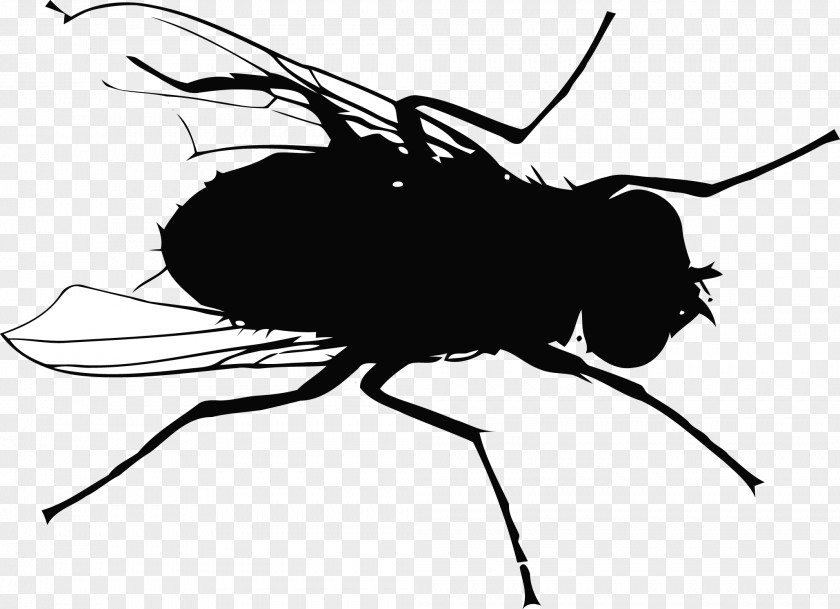 Fly Vector Silhouettes Mosquito Flight PNG