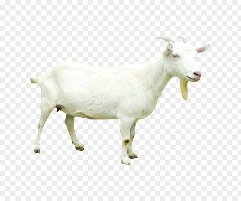 Goat Sheepu2013goat Hybrid PNG