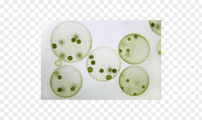 Microscope Globe Algae Green Colony PNG