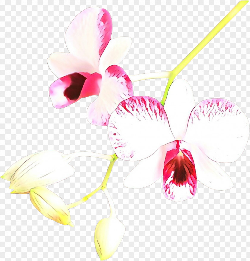 Pink Flower Plant Orchid Moth PNG