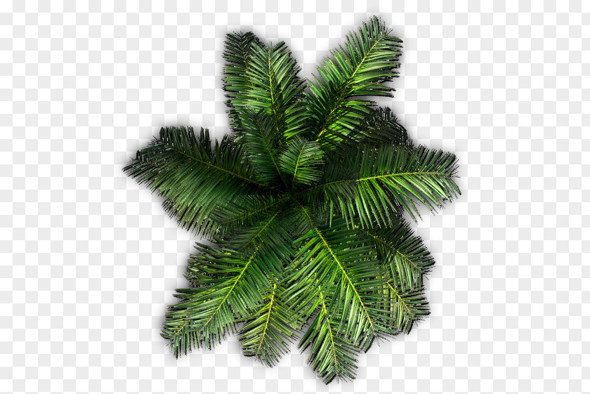 Tree Top Plant Saribus Rotundifolius Areca Palm PNG