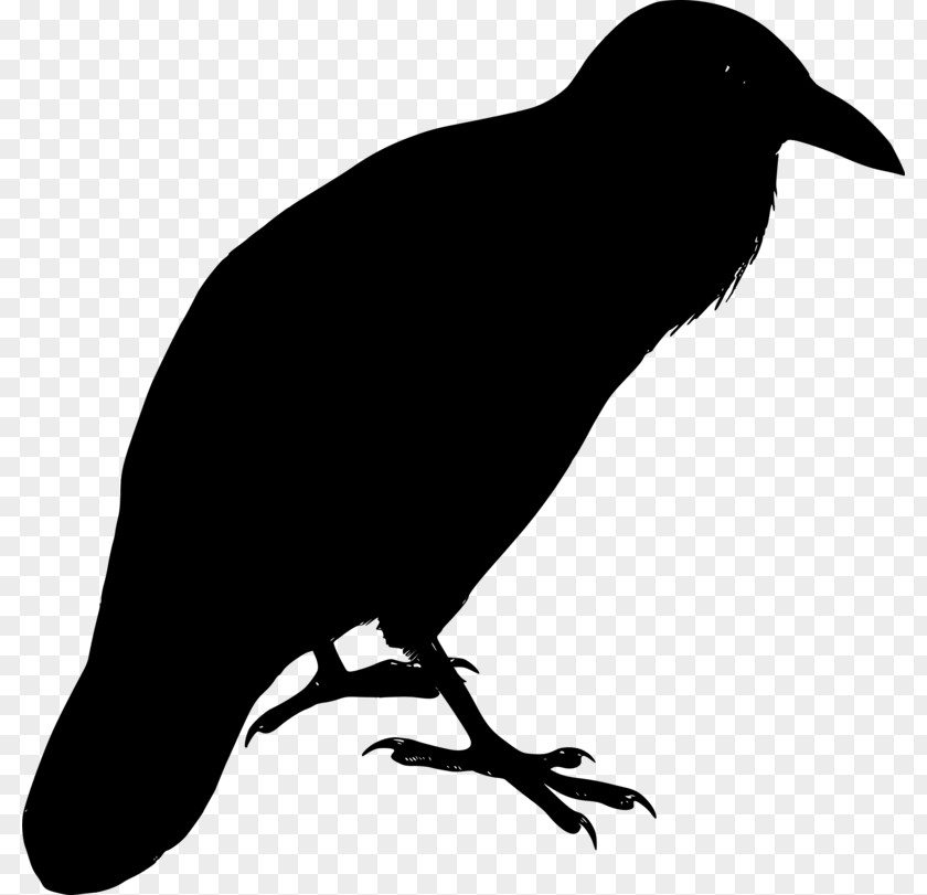 American Crow New Caledonian Common Raven PNG