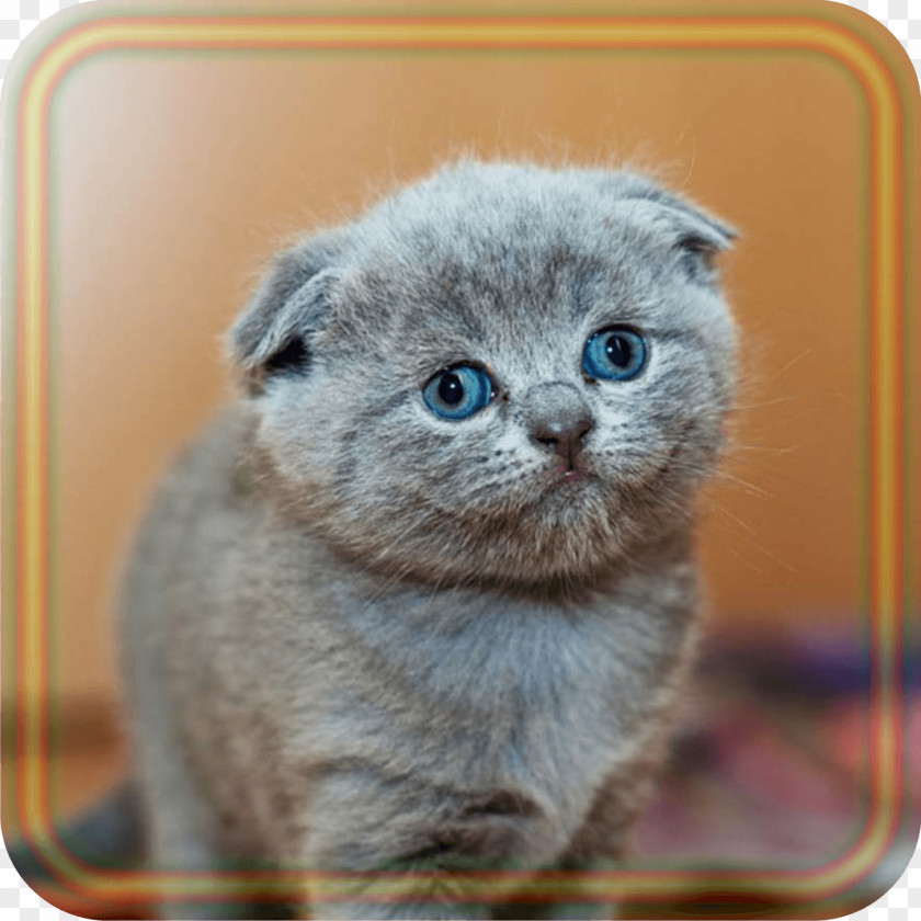 Kitten Pet Sitting Dog British Shorthair Persian Cat PNG