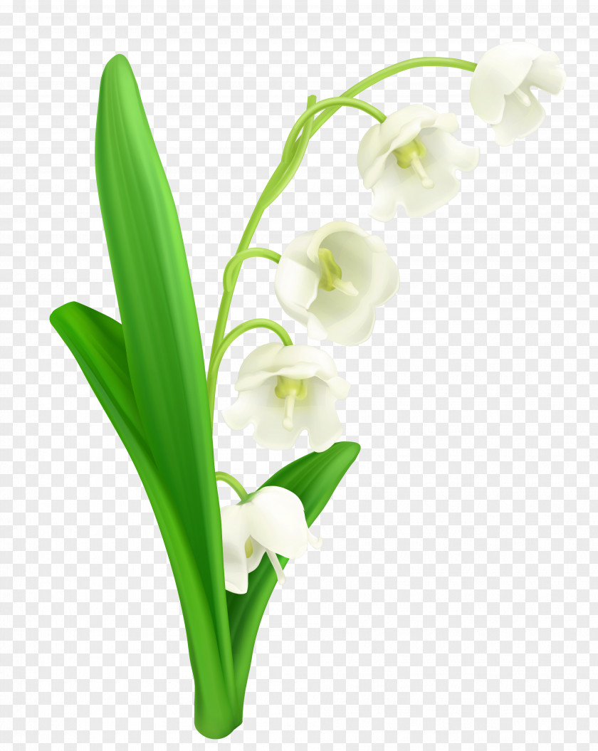 Lily Of The Valley Clipart Lilium Flower Clip Art PNG
