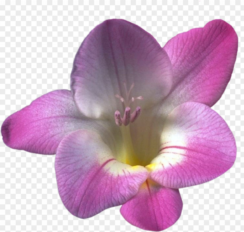 Orchids Flower Moth Herbaceous Plant Freesia Plants PNG