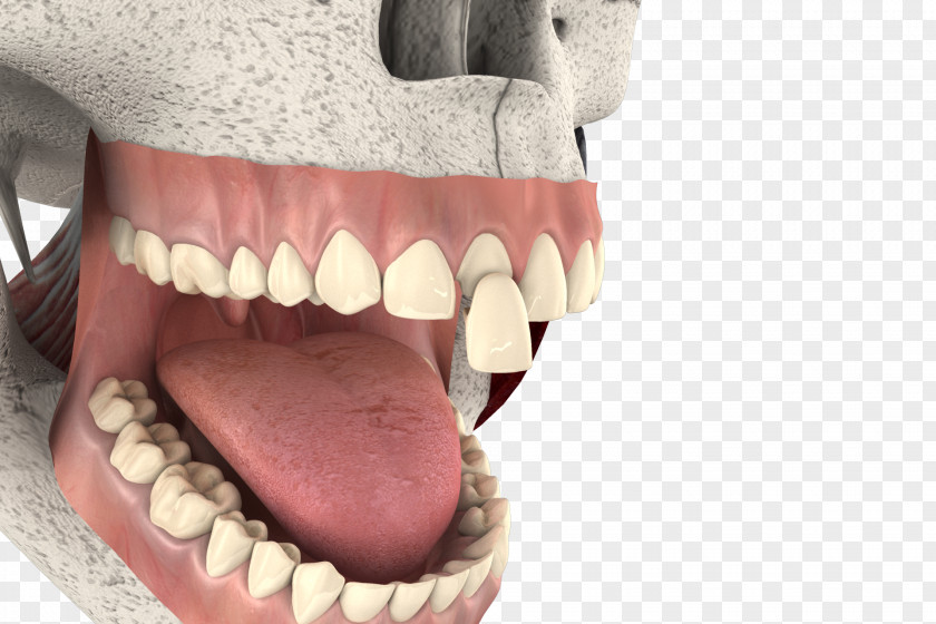 3d Tooth Animation 3D Computer Graphics Filmmaking Industry PNG