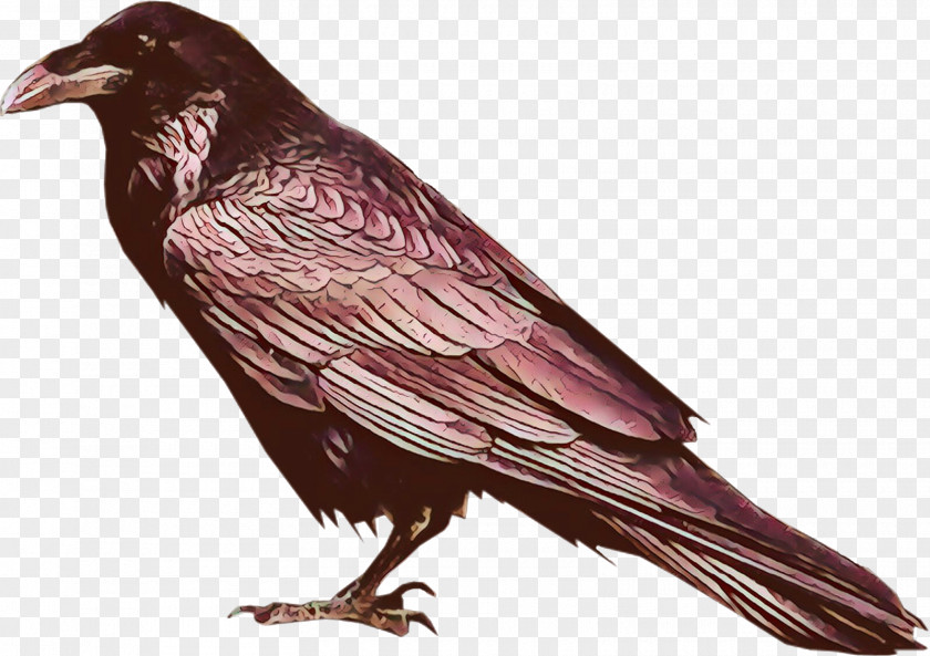 Bird Raven Beak Crow European Starling PNG