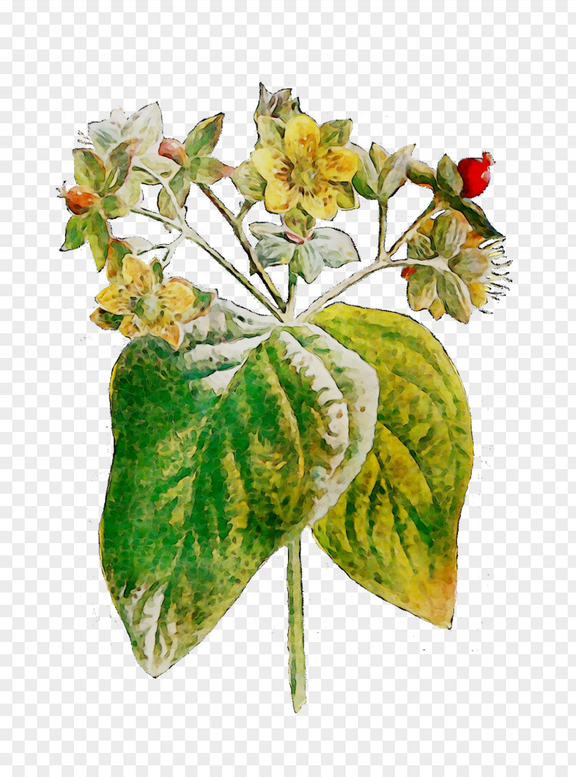 Cut Flowers Floral Design Leaf Plant Stem PNG