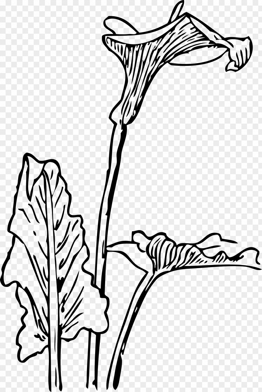 Flower Arum-lily Bog Arum Clip Art PNG