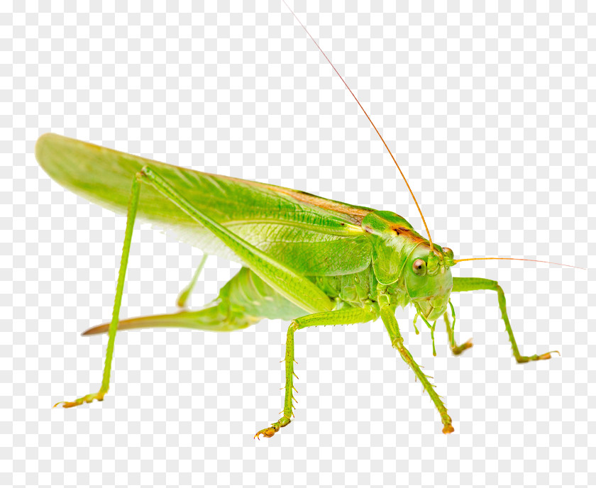 Free Locust Grasshopper Pull Material Stock Photography Royalty-free Green PNG
