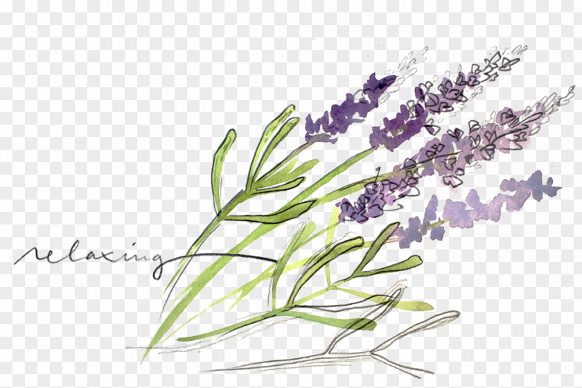 Lauryl English Lavender Essential Oil Watercolor Painting Herb PNG