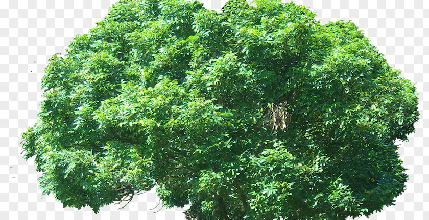Plant Branch Oriental Arbor-vitae Tree Evergreen PNG
