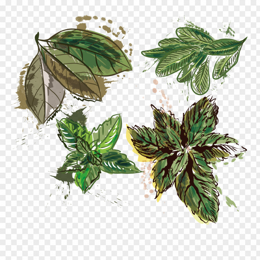 Vector Mint Leaves Leaf Euclidean PNG