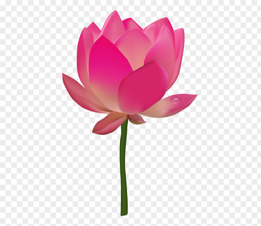 Flower Background Nelumbo Nucifera Egyptian Lotus Desktop Wallpaper PNG