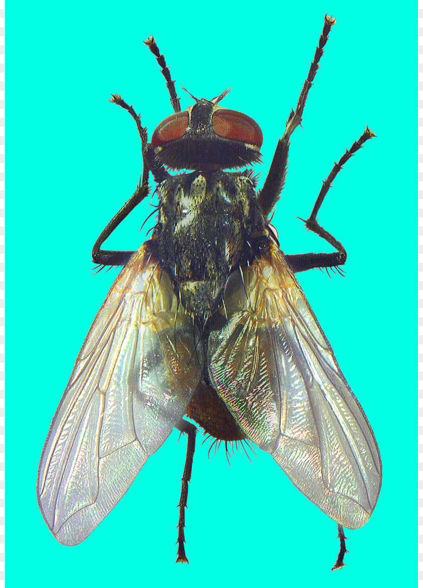 Beetle Arthropod Pterygota Scarabs PNG