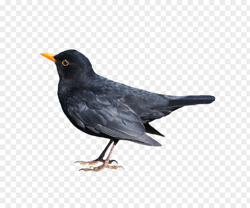Body Weight Common Blackbird Stock Photography PNG