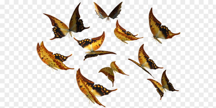 Butterfly Swallowtail Insect PNG