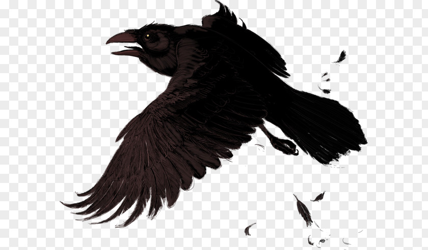 Common Raven American Crow Clip Art PNG