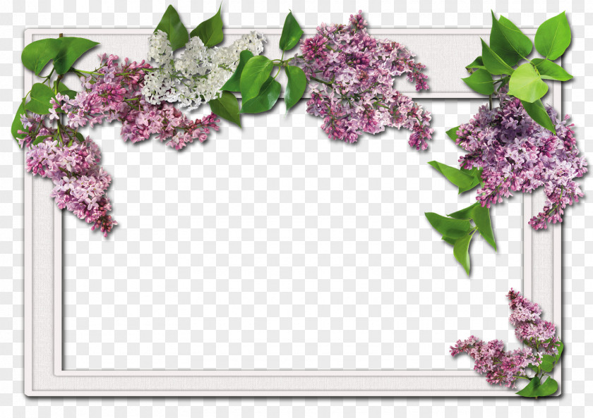 Fuchsia Frame Picture Frames Flower Christmas Clip Art PNG