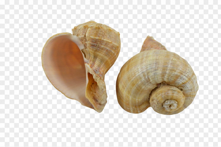 Seashell Gastropods Clam Snail Escargot PNG