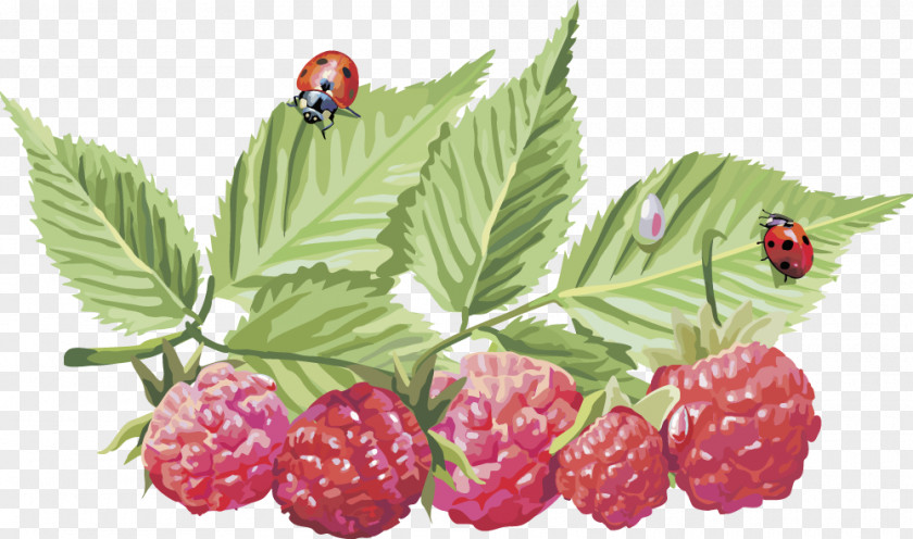 Vector Raspberry Frutti Di Bosco Red Clip Art PNG