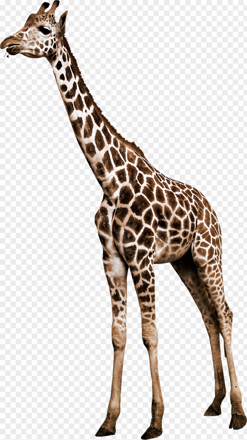 Zebra Northern Giraffe Animal Reticulated PNG