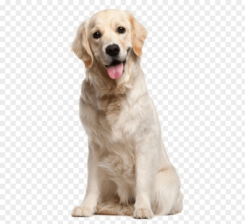 Golden Retriever Puppy Labrador Dog Breed PNG