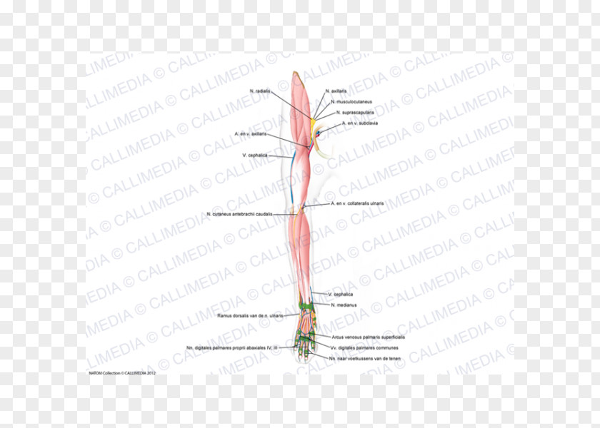 Line Muscle Diagram Angle PNG
